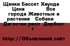 Щенки Бассет Хаунда  › Цена ­ 25 000 - Все города Животные и растения » Собаки   . Дагестан респ.,Дербент г.